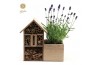 Lavandula angustifolia felice in insect hotel
