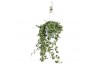 Hedera helix eva 17pp - 90-100cm Rank - Hangpot XXL