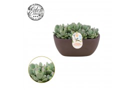 Echeveria Echeveria Glutinicaule 25cm Summer Collection 7 pp