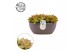 Sedum Sedum Nussbaumerianum 25cm Summer Collection 7 pp 