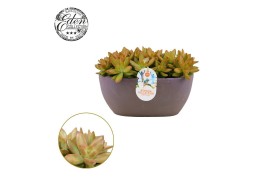 Sedum Sedum Nussbaumerianum 25cm Summer Collection 7 pp