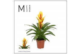 Vriesea Intenso Yellow Flame