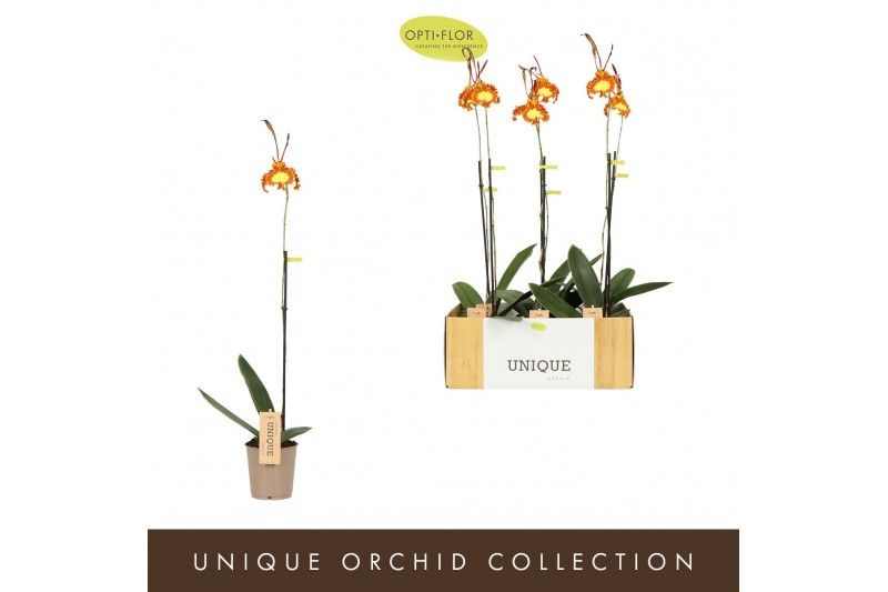 Orchidee Psychopsis Green Valley 
