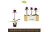 Paphiopedilum Red - 1 bloem