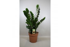 Zamioculcas zamiifolia 10+ veren