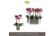 Phalaenopsis multiflora red lion Optimost - Red Lion - 4 tak 