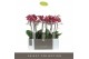 Phalaenopsis multiflora red lion Optimost - Red Lion - 4 tak 