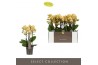 Phalaenopsis multiflora geel Optimost - Luna - 4 tak