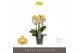Phalaenopsis multiflora geel Optimost - Luna - 4 tak 