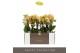 Phalaenopsis multiflora geel Optimost - Luna - 4 tak 