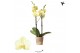 Phalaenopsis multiflora geel 2 tak yellow kolibri orchids 