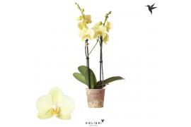Phalaenopsis multiflora geel 2 tak yellow kolibri orchids