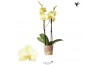 Phalaenopsis multiflora geel 2 tak yellow kolibri orchids