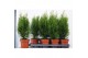 Thuja occidentalis smaragd 