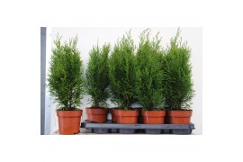 Thuja occidentalis smaragd
