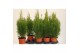 Thuja occidentalis smaragd 