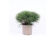 Pinus mugo pumilio 