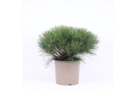 Pinus mugo pumilio