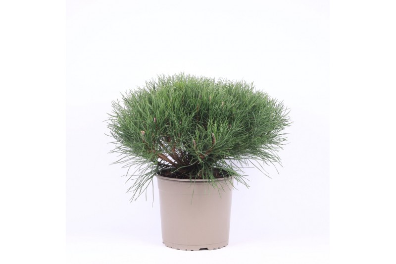 Pinus mugo pumilio 