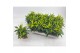 Capsicum annuum joker red 
