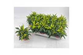 Capsicum annuum joker red