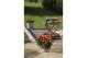 Capsicum annuum joker red 