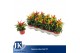 Capsicum annuum joker red 
