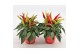 Capsicum annuum joker red 