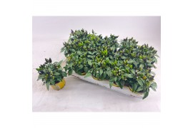 Capsicum annuum salsa yellow