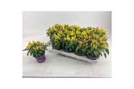 Capsicum annuum salsa yellow red