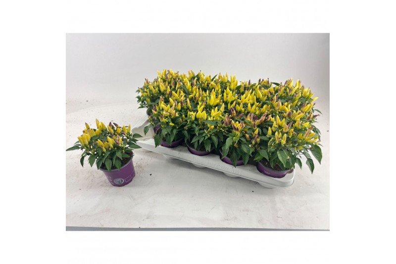 Capsicum annuum salsa yellow red 