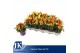 Capsicum annuum salsa yellow red 