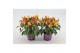 Capsicum annuum salsa yellow red 