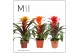 Guzmania mix Fiero mix 