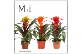 Guzmania mix Fiero mix