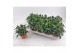 Capsicum annuum salsa dark orange 