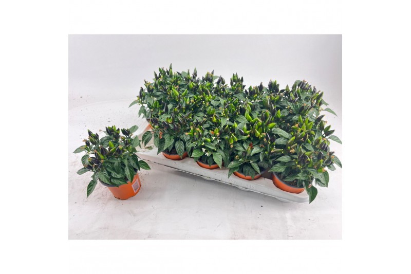 Capsicum annuum salsa dark orange 