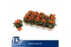 Capsicum annuum salsa dark orange 