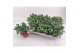 Capsicum annuum salsa red 