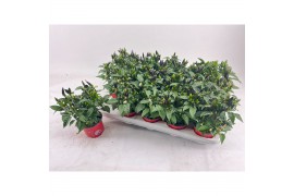 Capsicum annuum salsa red