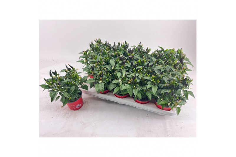 Capsicum annuum salsa red 