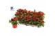 Capsicum annuum salsa red 