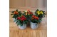 Capsicum annuum salsa red 