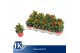 Capsicum annuum salsa red 