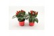 Capsicum annuum salsa red 
