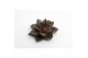 Echeveria snij purpusorum 