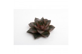 Echeveria snij purpusorum