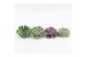 Echeveria Mix snij 