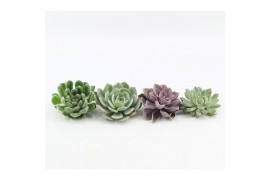 Echeveria Mix snij