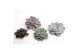 Echeveria Mix snij 